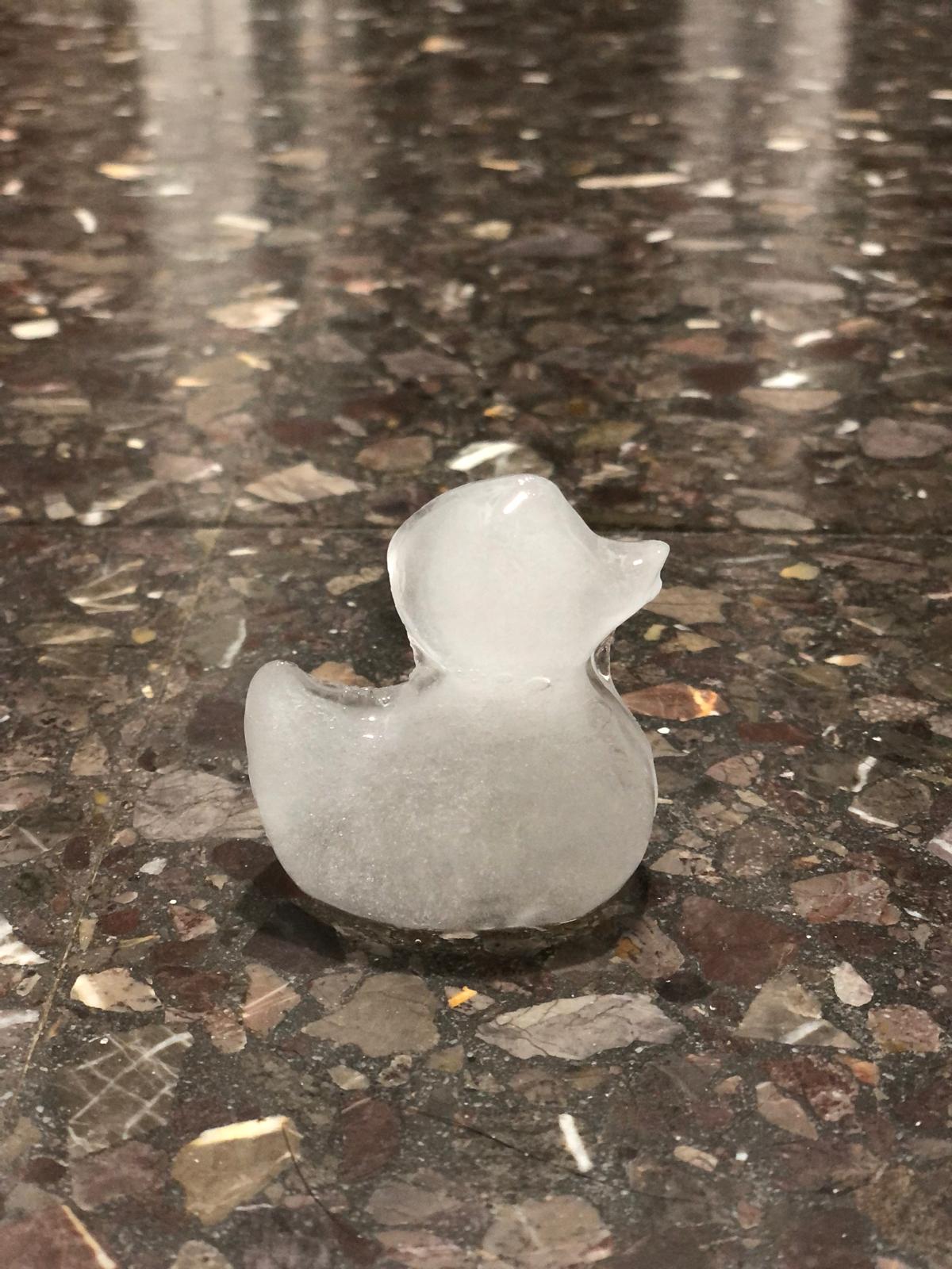 image duck in ice